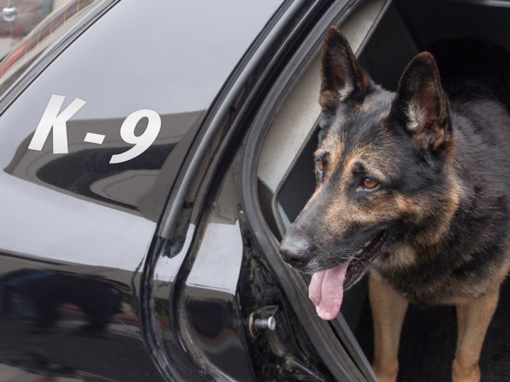 Police Dog Gets New Job: Vice-Regal Dog