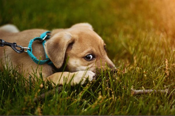 puppy comfortable on lawn