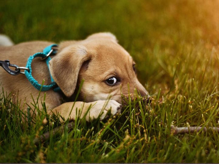 Southwest Airlines Donates Flight for Stranded Animals
