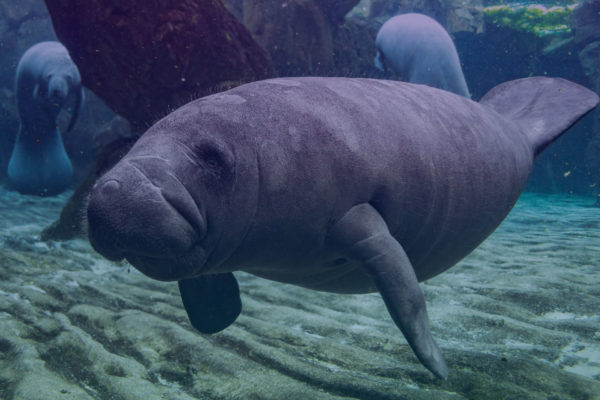 Beachgoers Rescue Manatees