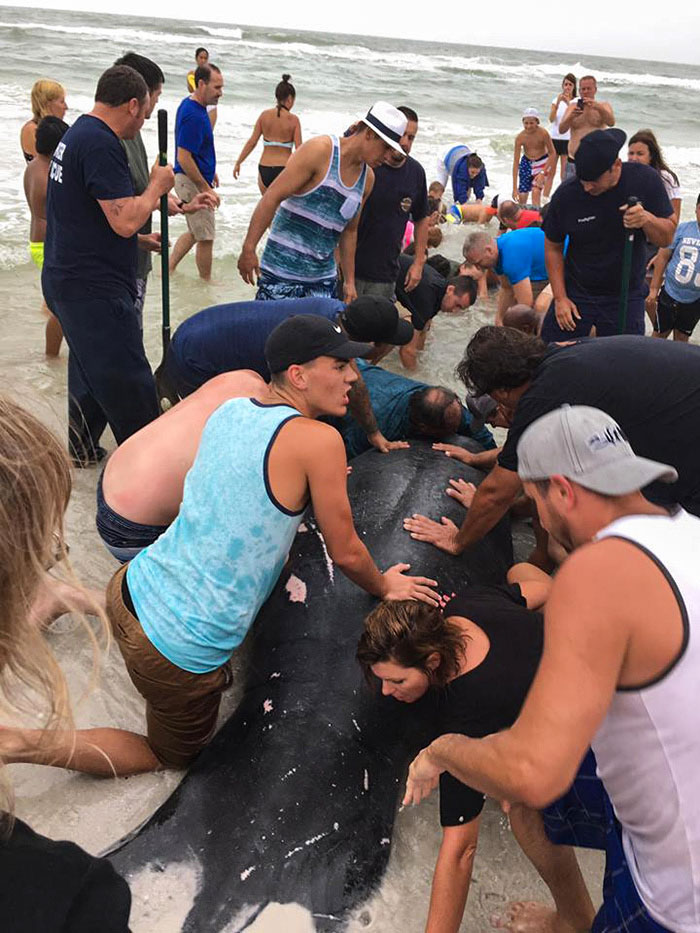 Beachgoers Rescue Manatees