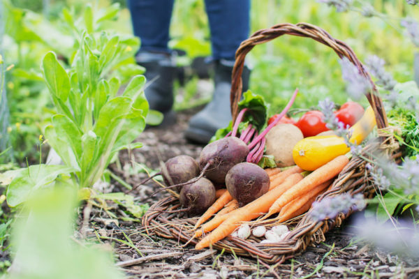 community garden feeding those in need