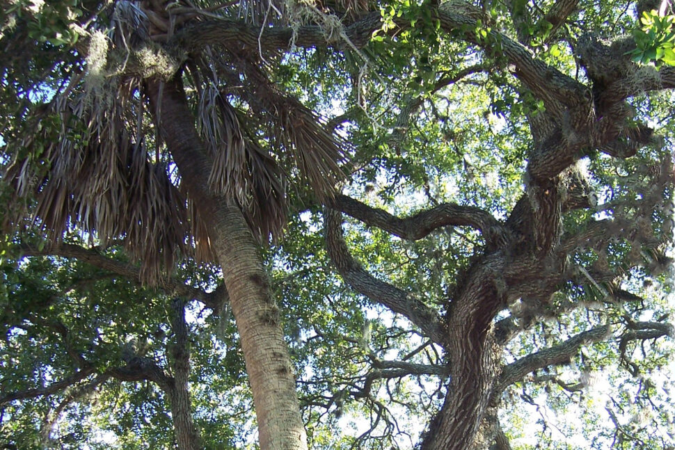 An Unusual Pairing: Love Trees