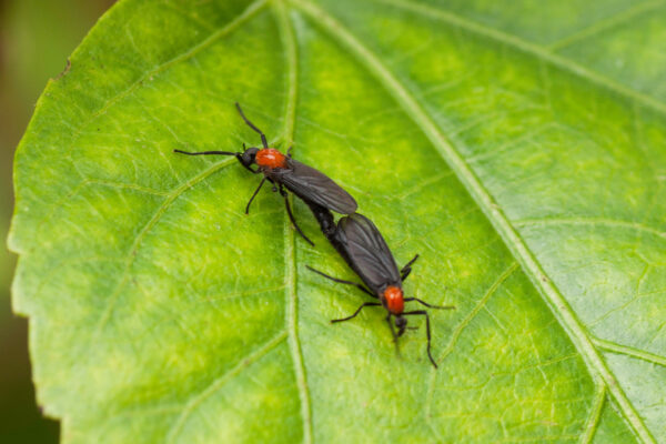 Insects & Intimacy: The lifecycle of the lovebug