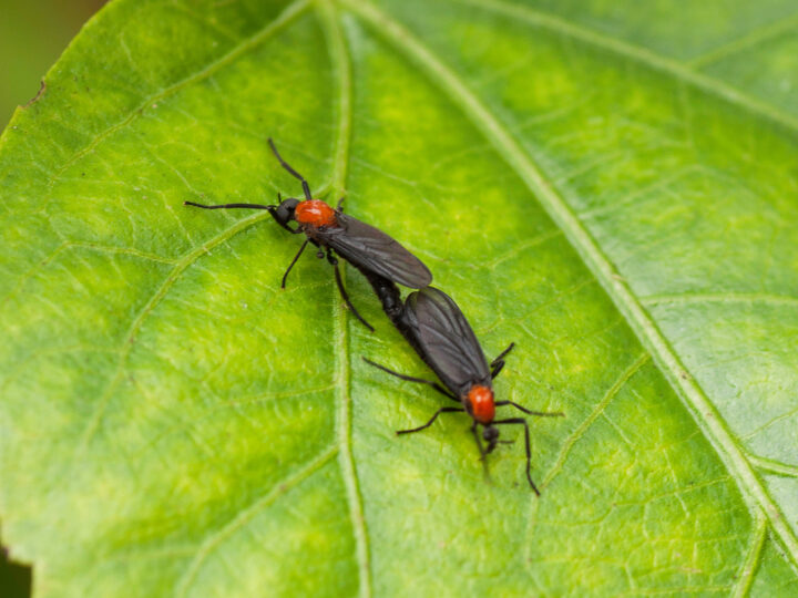 Insects & Intimacy