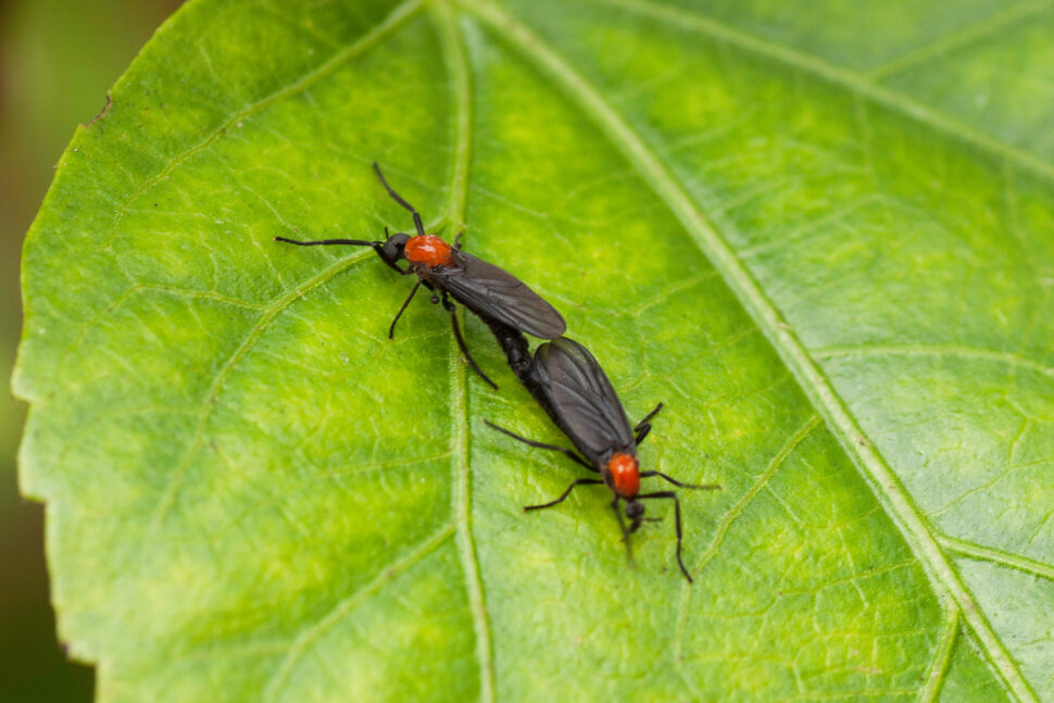 Insects & Intimacy: The lifecycle of the lovebug